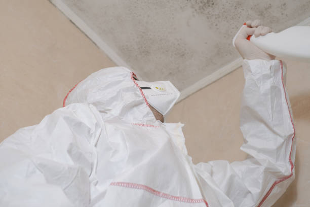 Why You Should Choose Our Mold Remediation Services in Wooster, OH